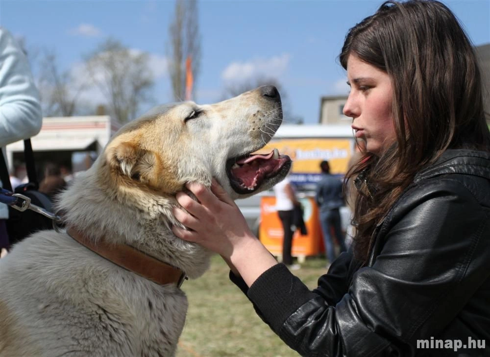 Miskolc Marathon Dogshow