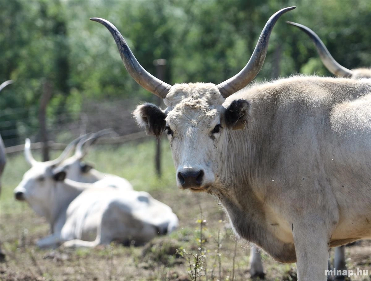 Tovább bővült a bedegvölgyi állatfarm