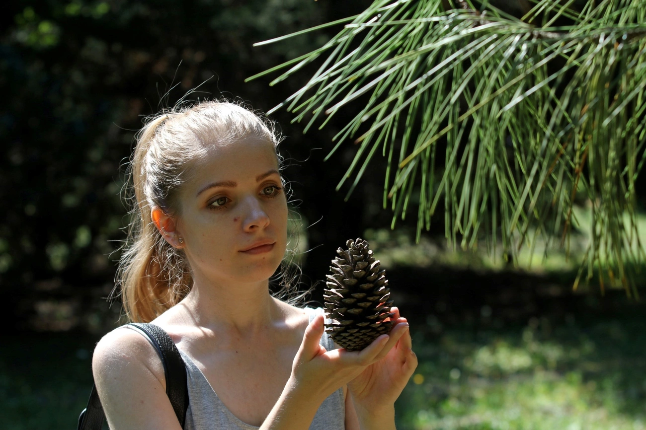 Avasi Arborétum - Fenyőgyűjtemény