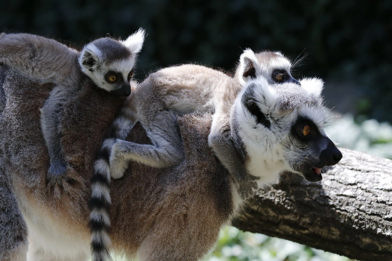 Állatkölykök a vadasparkban