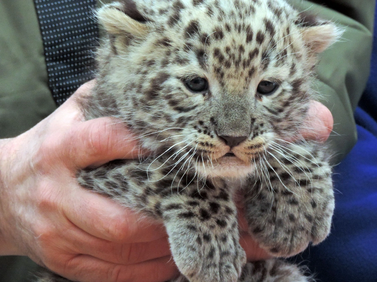 A Miskolci Állatkert perzsa leopárd kölyök bemutatása
