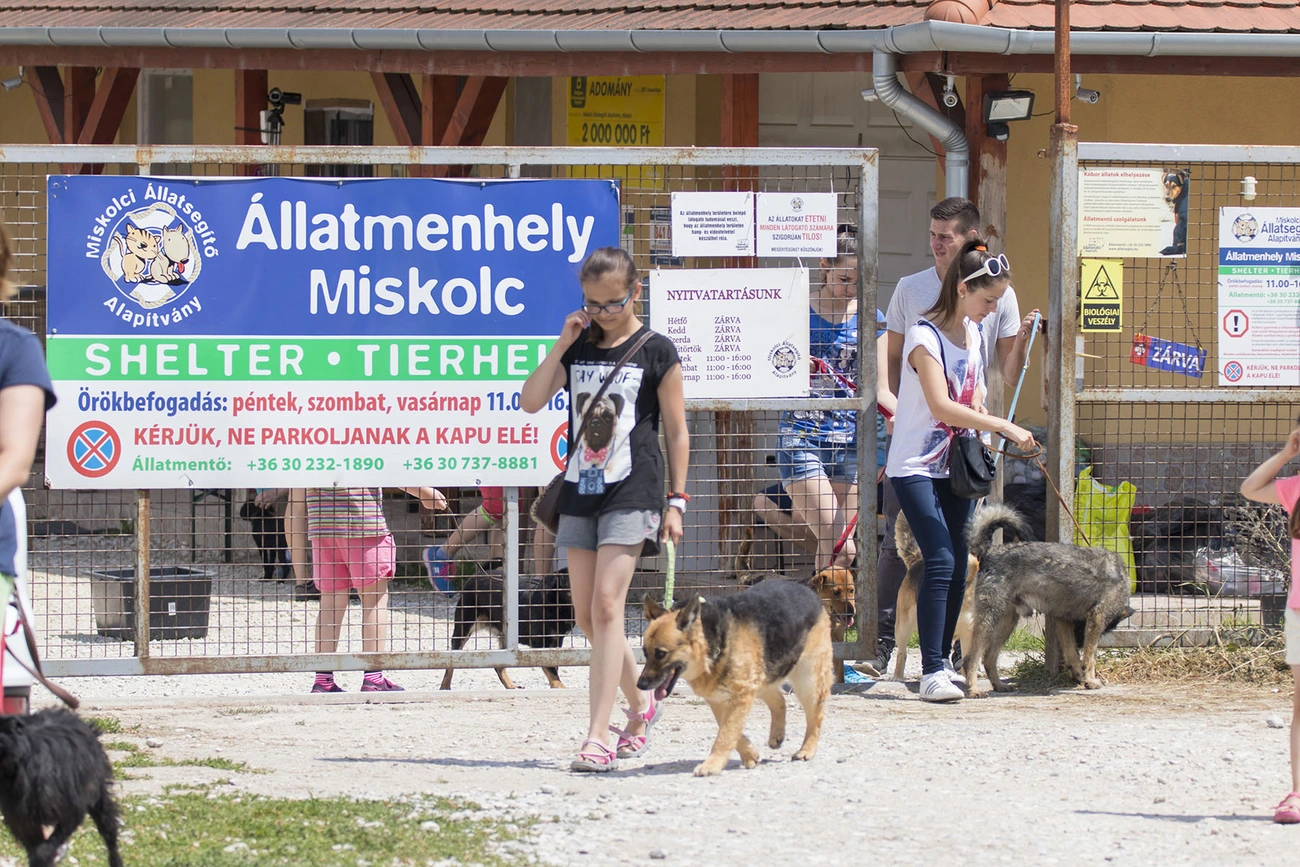 Kutyagolás