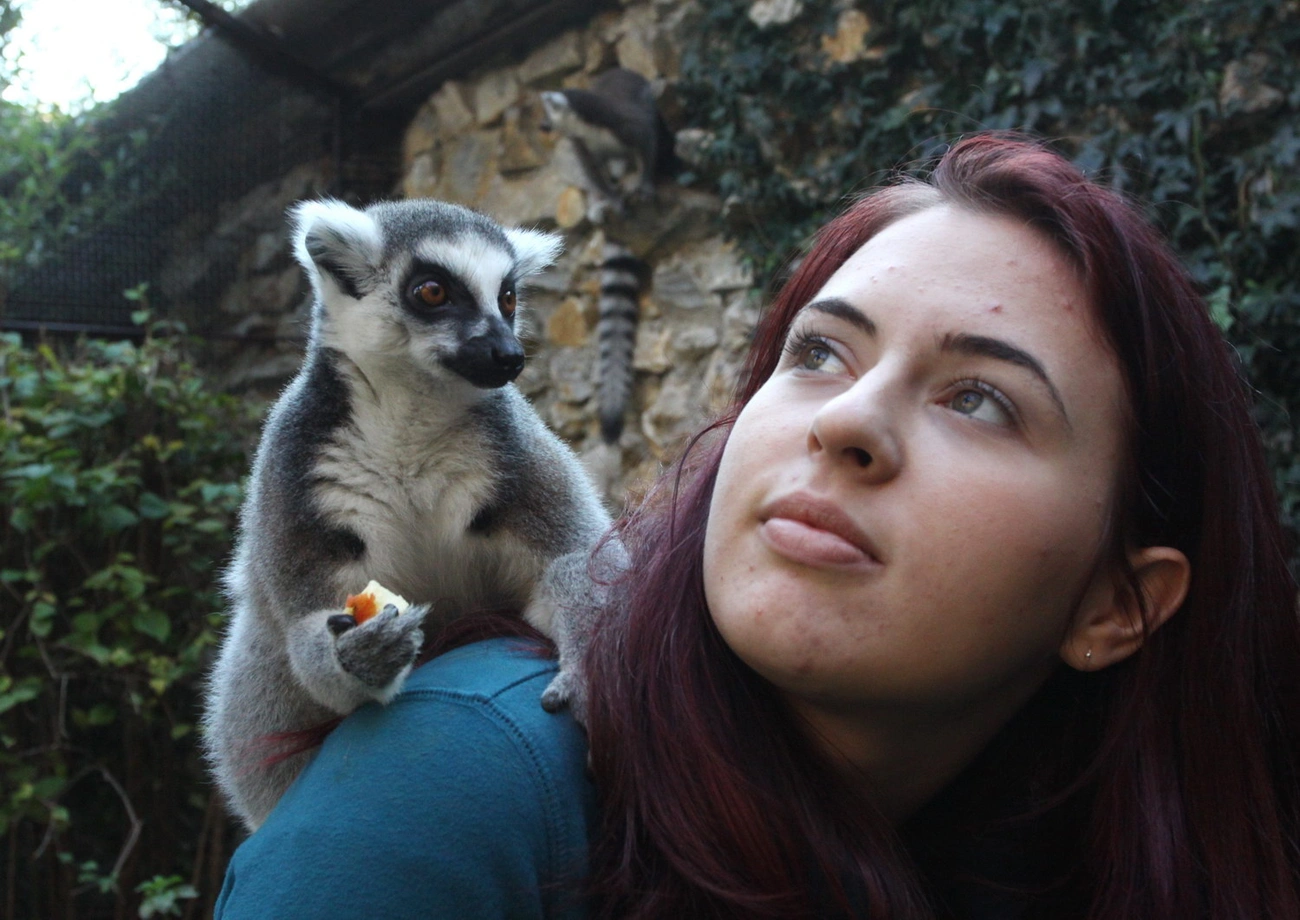 Lemur nap az állatkertben
